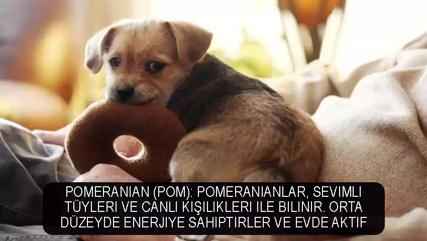 Pomeranian (Pom)